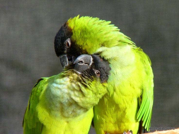 Conure nanday câlin